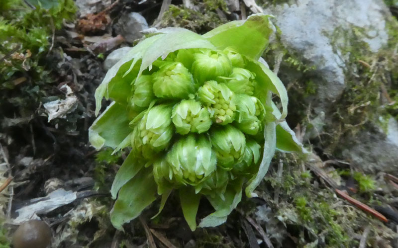 Petasites hybridus ?